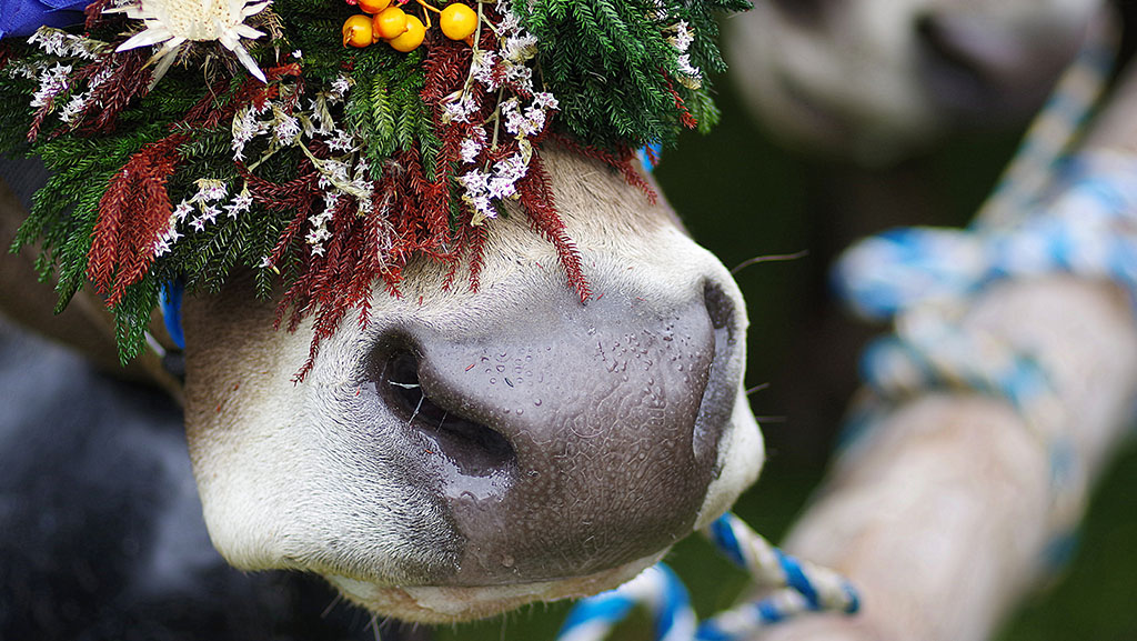 animals in russian